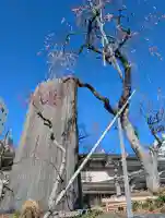 湯島天満宮の{uncategorized: "未分類", other: "その他", undefined: "問題あり", building: "その他建物", grave: "お墓", sacred_gate: "鳥居", guardian: "狛犬", statue: "像", buddha: "仏像", history: "歴史", nature: "自然", garden: "庭園", animal: "動物", pagoda: "塔", temizu: "手水舎", mountain_gate: "山門・神門", sanctuary: "本殿・本堂", subordinate: "末社・摂社", art: "芸術", scenery: "景色", jizo: "地蔵", ema: "絵馬", goshuin: "御朱印", omikuji: "おみくじ", items: "授与品その他", amulet: "お守り", goshuincho: "御朱印帳", eats: "食事", festival: "お祭り", votive_dance: "神楽", shichigosan: "七五三参", wedding: "結婚式", experience: "体験その他", initially: "初詣", around: "周辺", anti_infection: "感染症対策"}