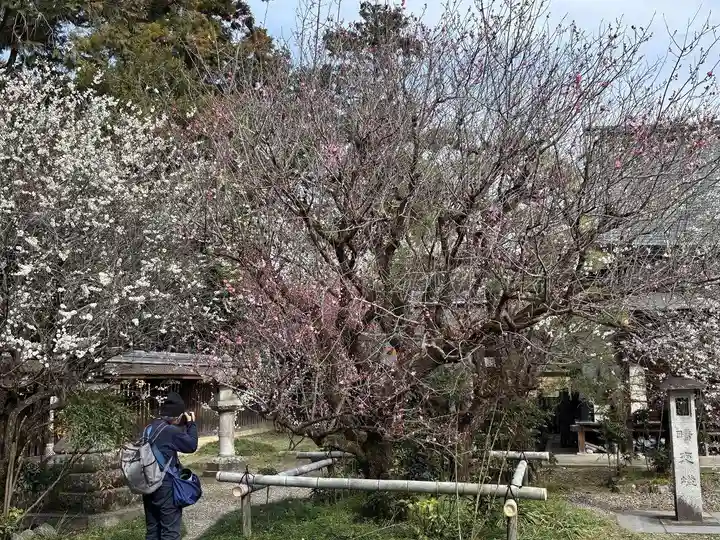 梅宮大社(京都府)