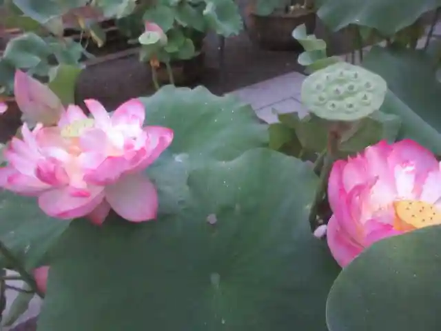 覚園寺(神奈川県)