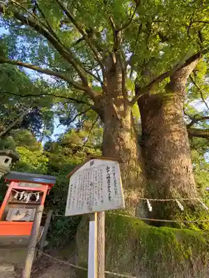 山中八幡宮の自然