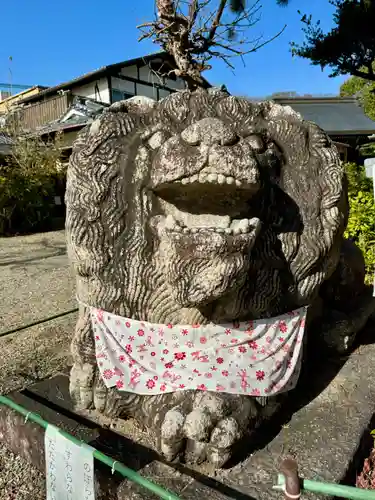 京都乃木神社の狛犬