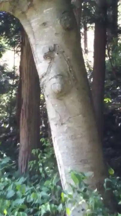 長洞神社の自然