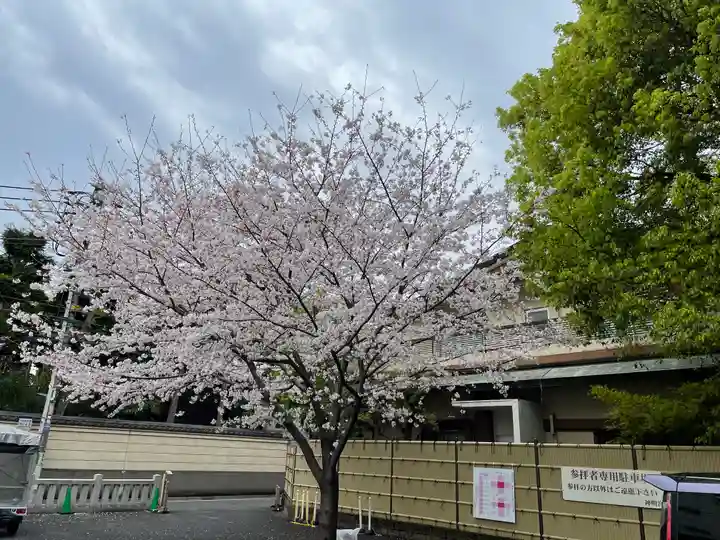 阿佐ヶ谷神明宮の自然