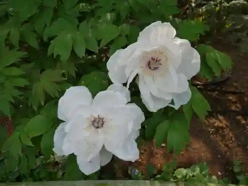 東長谷寺　薬王院の自然