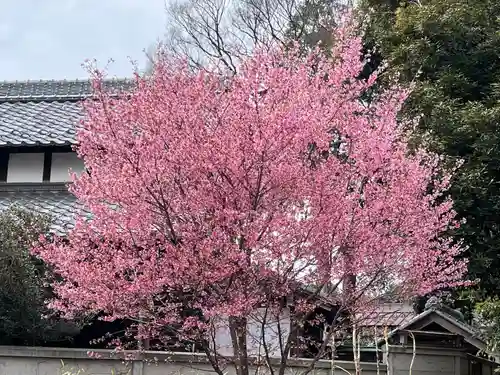 櫻木神社の自然