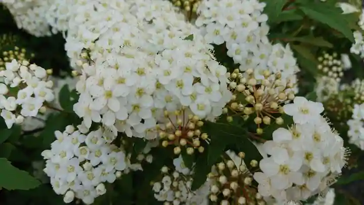 上総稲荷神社の自然