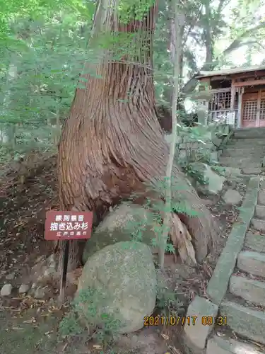 岩角山 岩角寺の自然