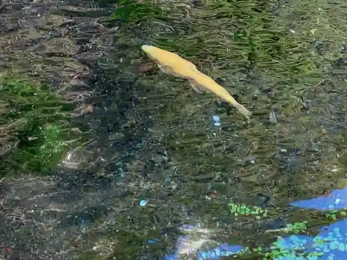 富士山本宮浅間大社の動物