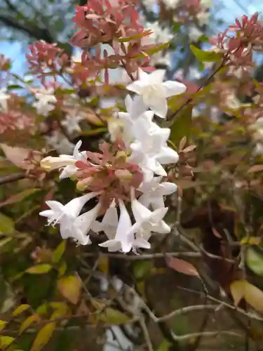 木華佐久耶比咩神社の自然
