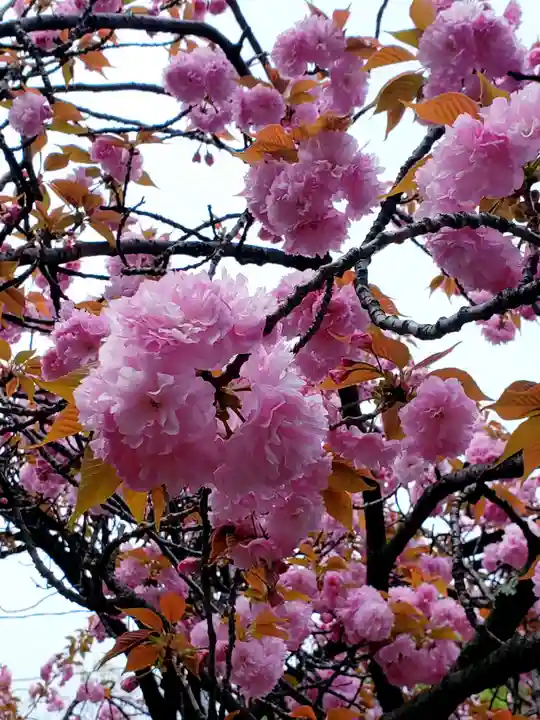 龍光寺(東京都)