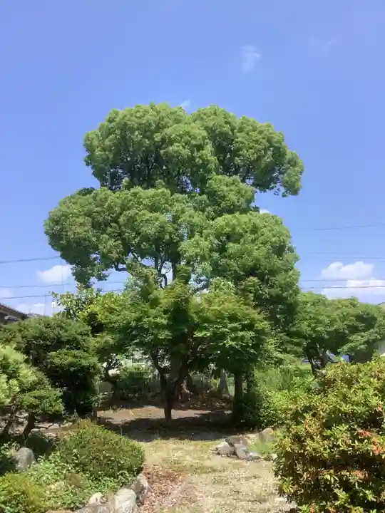 覺王院(観音寺)の自然