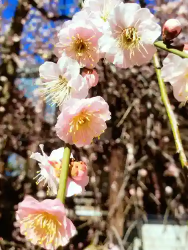 妙法寺(東京都)