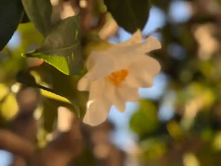 西方山極楽寺(岐阜県)