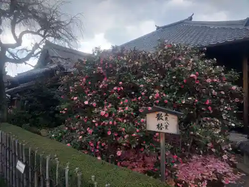 地蔵院（椿寺）の自然