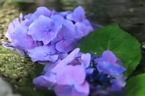 鹿島大神宮の手水舎