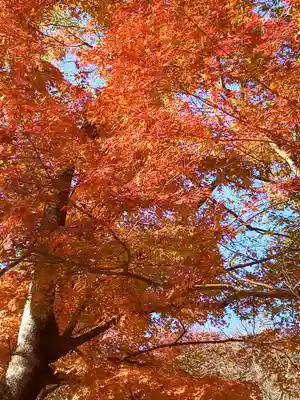 たつの市 常照寺の自然