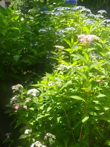 長壽寺（長寿寺）の自然