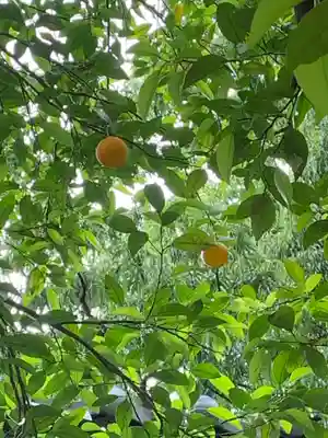 子安観音(福厳寺)の自然