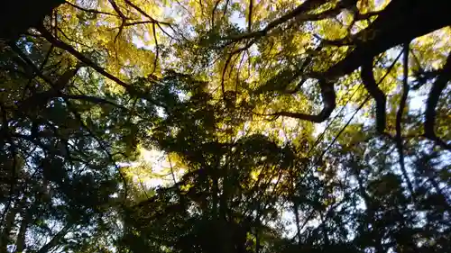 下総国三山　二宮神社の自然