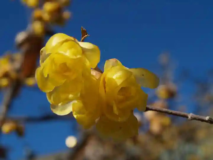 板倉雷電神社(群馬県)