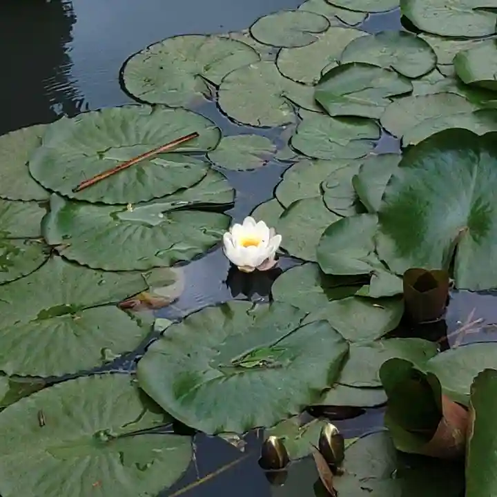 坪沼八幡神社の自然