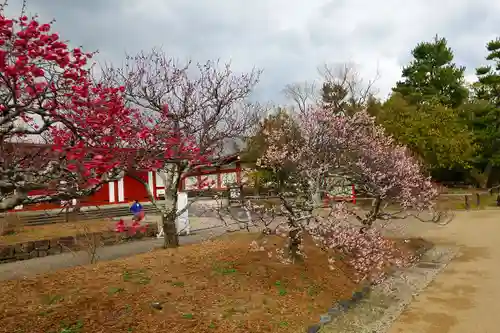 薬師寺の庭園