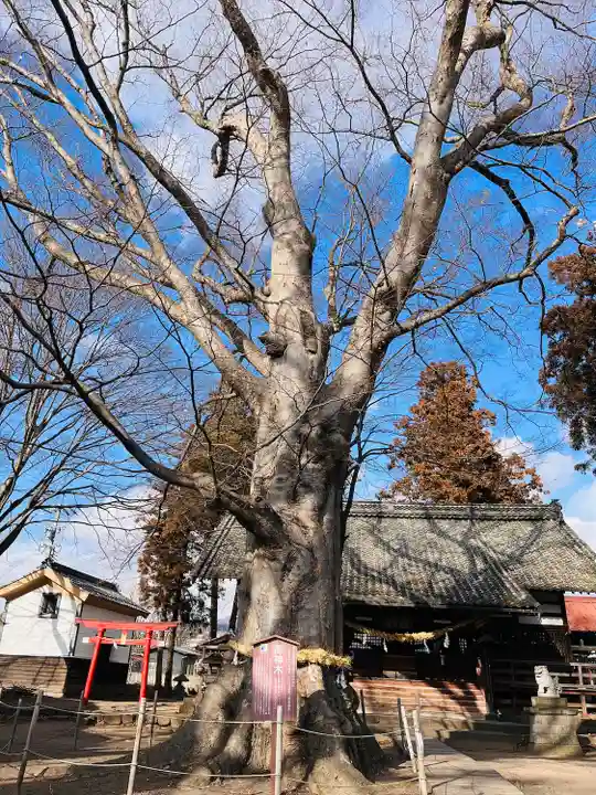 白鳥神社の自然