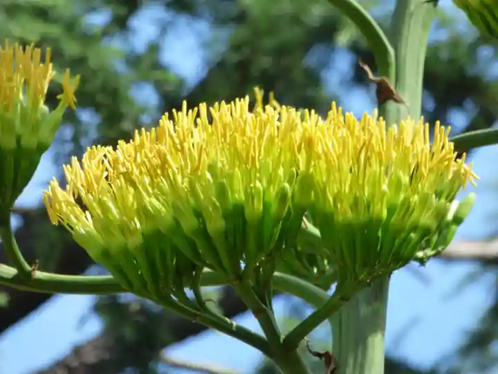烏森神社(東京都)