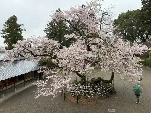 高麗神社の{uncategorized: "未分類", other: "その他", undefined: "問題あり", building: "その他建物", grave: "お墓", sacred_gate: "鳥居", guardian: "狛犬", statue: "像", buddha: "仏像", history: "歴史", nature: "自然", garden: "庭園", animal: "動物", pagoda: "塔", temizu: "手水舎", mountain_gate: "山門・神門", sanctuary: "本殿・本堂", subordinate: "末社・摂社", art: "芸術", scenery: "景色", jizo: "地蔵", ema: "絵馬", goshuin: "御朱印", omikuji: "おみくじ", items: "授与品その他", amulet: "お守り", goshuincho: "御朱印帳", eats: "食事", festival: "お祭り", votive_dance: "神楽", shichigosan: "七五三参", wedding: "結婚式", experience: "体験その他", initially: "初詣", around: "周辺", anti_infection: "感染症対策"}