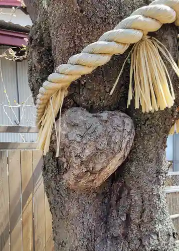 小室浅間神社の自然