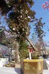 菅原天満宮（菅原神社）(奈良県)