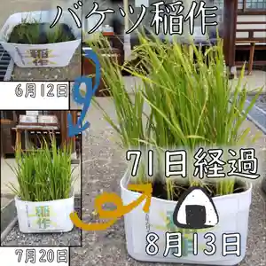 七重浜海津見神社(北海道)(2023年08月13日(日) 16時23分26秒投稿)