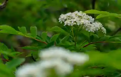 白山比咩神社　奥宮(石川県)