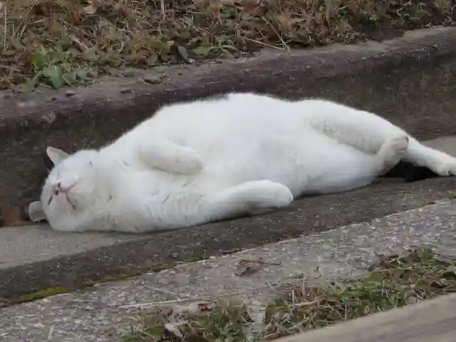 白雲神社の動物