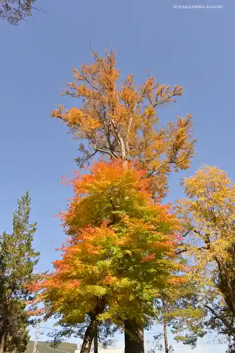 小室浅間神社の自然