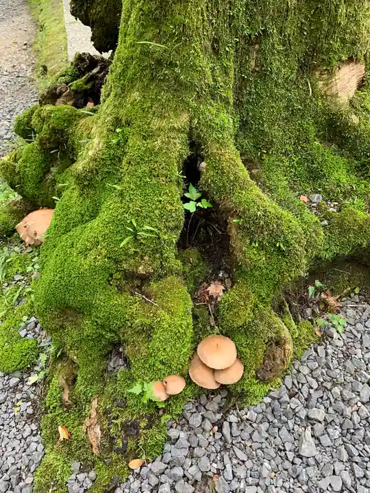 今熊野観音寺の自然