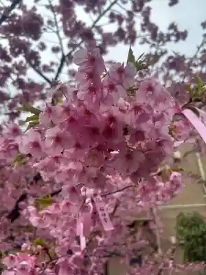 桜神宮(東京都)
