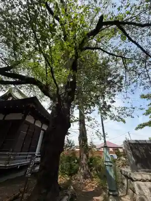 篠原八幡神社(神奈川県)