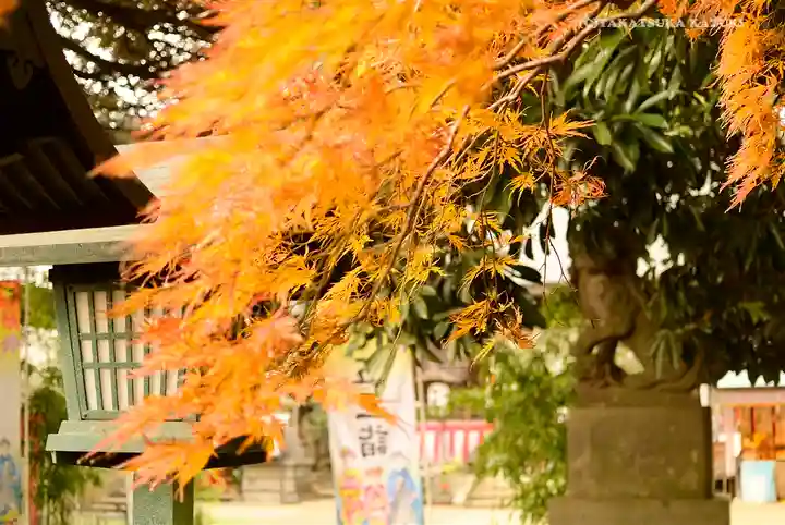 太子堂八幡神社の自然