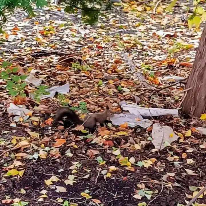 彌彦神社 (伊夜日子神社)(北海道)