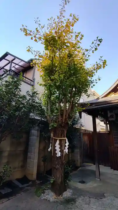 八坂神社御供社(又旅社)の自然