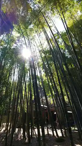 報国寺の庭園