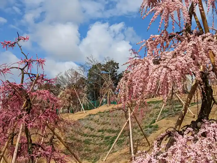 三室戸寺(京都府)