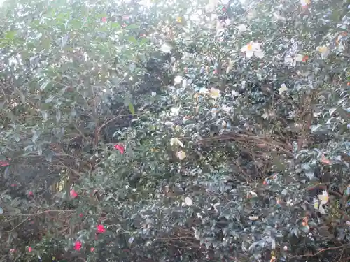 安國論寺（安国論寺）の自然