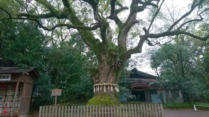 熱田神宮の自然