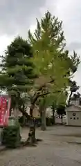 半田稲荷神社の自然