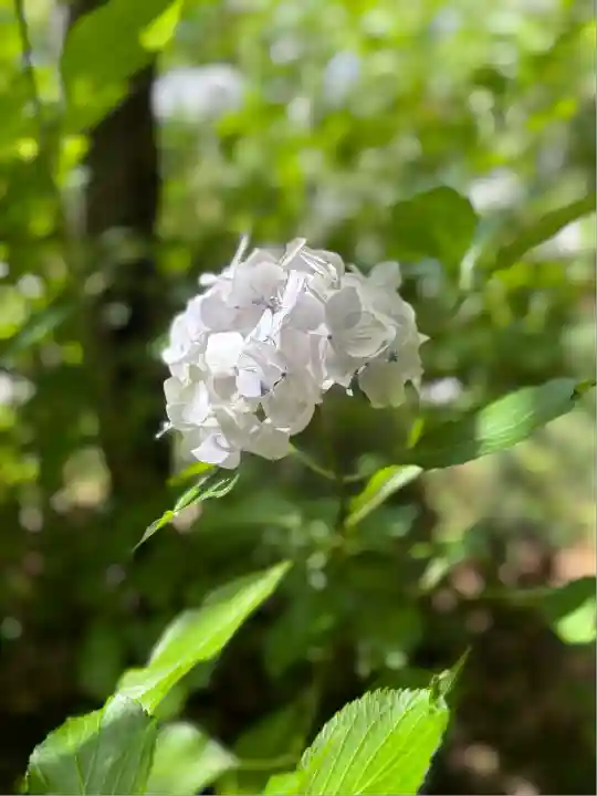 本土寺(千葉県)