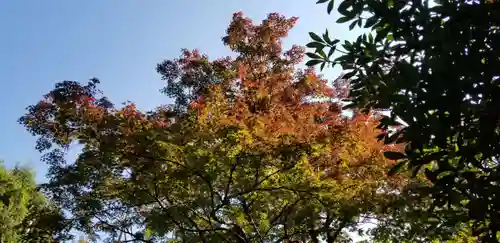 北野神社の自然