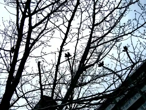 彌彦神社　(伊夜日子神社)の自然