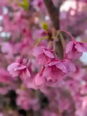 田中稲荷神社(東京都)